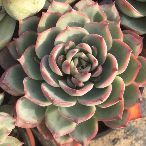 侧影粉水晶大颗多肉植物红边系冰边新品一物拍绿植花卉办公室