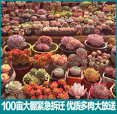 满额 包邮 多肉植物大棚精选品质保证多肉组合盆栽花卉办公室防辐射