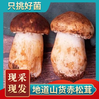 云南当季新鲜赤松茸彝茸仙子特价