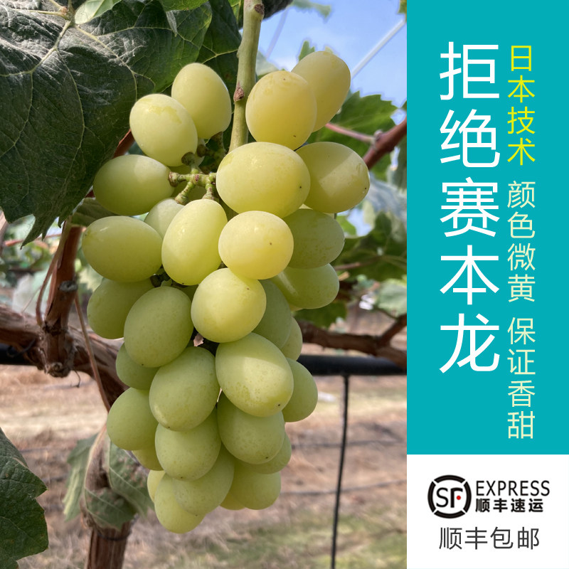 日本技术阳光玫瑰葡萄香印树上自葡萄/提子