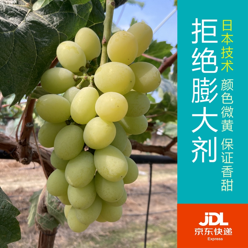 日本技术阳光玫瑰葡萄香印树上自然黄果不脆保证有香味京东包邮