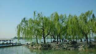 垂柳树苗柳树 绿化 观光树 行道树 直径6到18厘米徐州柳新镇北