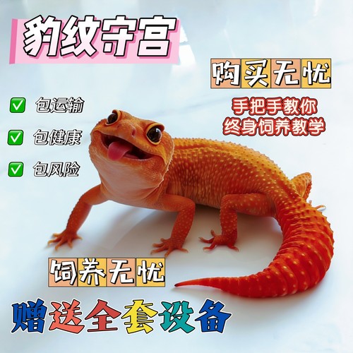 豹纹守宫蜥蜴宠物活体温顺无毒