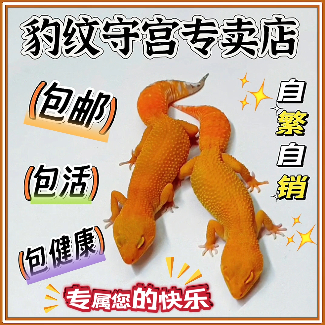 守宫豹纹守宫好养易活网红爬宠