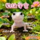 豹纹守宫蜥蜴宠物活体新手入门级网红爬宠温顺易养阳光蜜橘银河