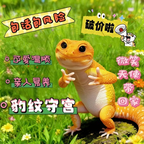 守宫豹纹守宫好养易活网红爬宠