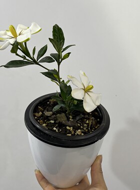 香雪栀子花一物一拍小叶芳香