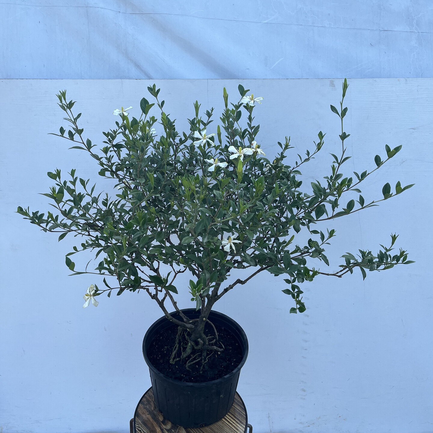 提根独杆香雪栀子花盆栽带花苞老桩树苗室外小叶阳台芳香花卉绿植