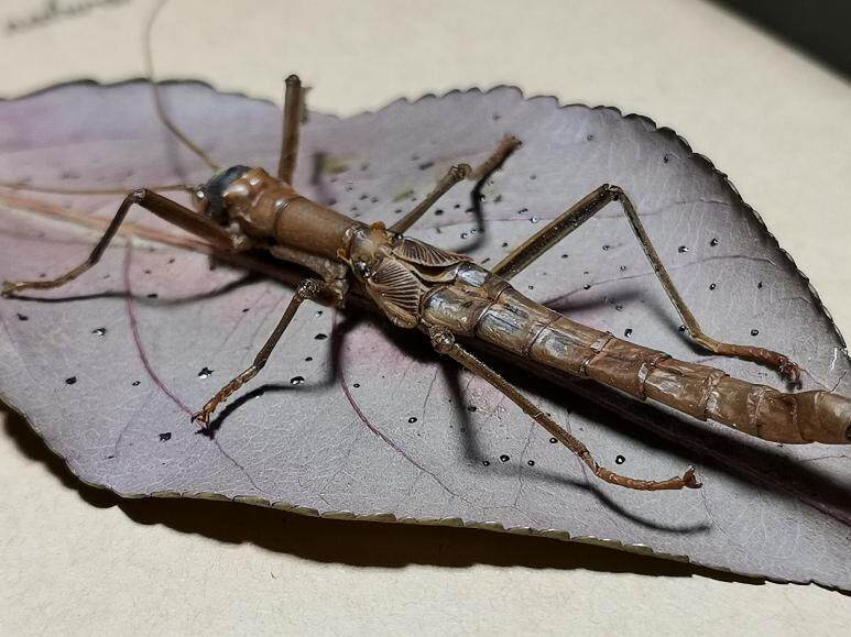 马来西亚原始雨林罕见竹节虫·自然拟态大师·昆虫标本珍藏