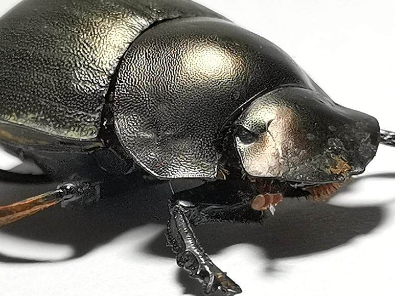 非洲象牙海岸科特迪瓦原始大草原·罕见蜣螂粪金龟甲壳虫标本珍藏