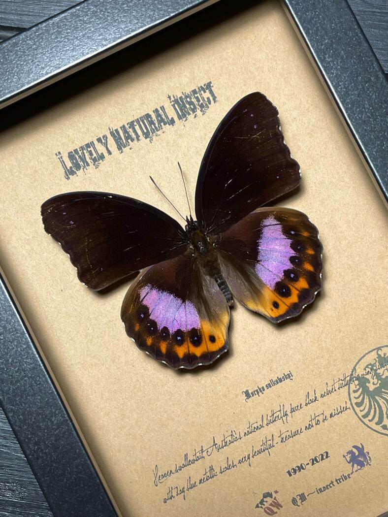 斯兰岛原始雨林罕见梦幻蛱蝶蝴蝶标本珍藏昆虫礼品sjk01