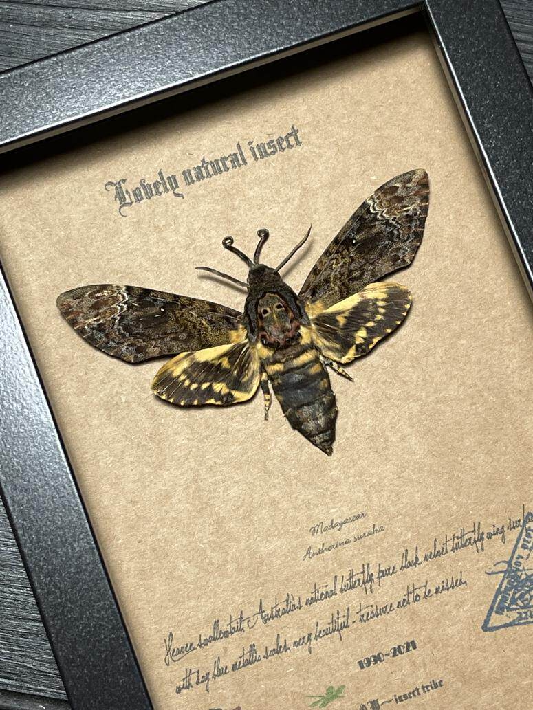 爪哇原始雨林鬼面天蛾蝴蝶标本珍藏欧式简约昆虫礼品