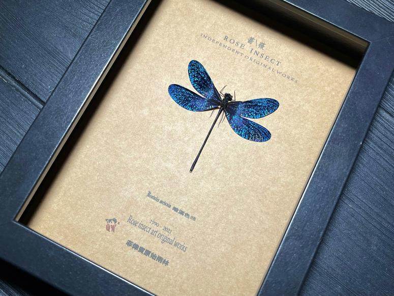 菲律宾原始雨林罕见蜻蜓暗溪色蟌豆娘昆虫标本珍藏欧式简约昆虫