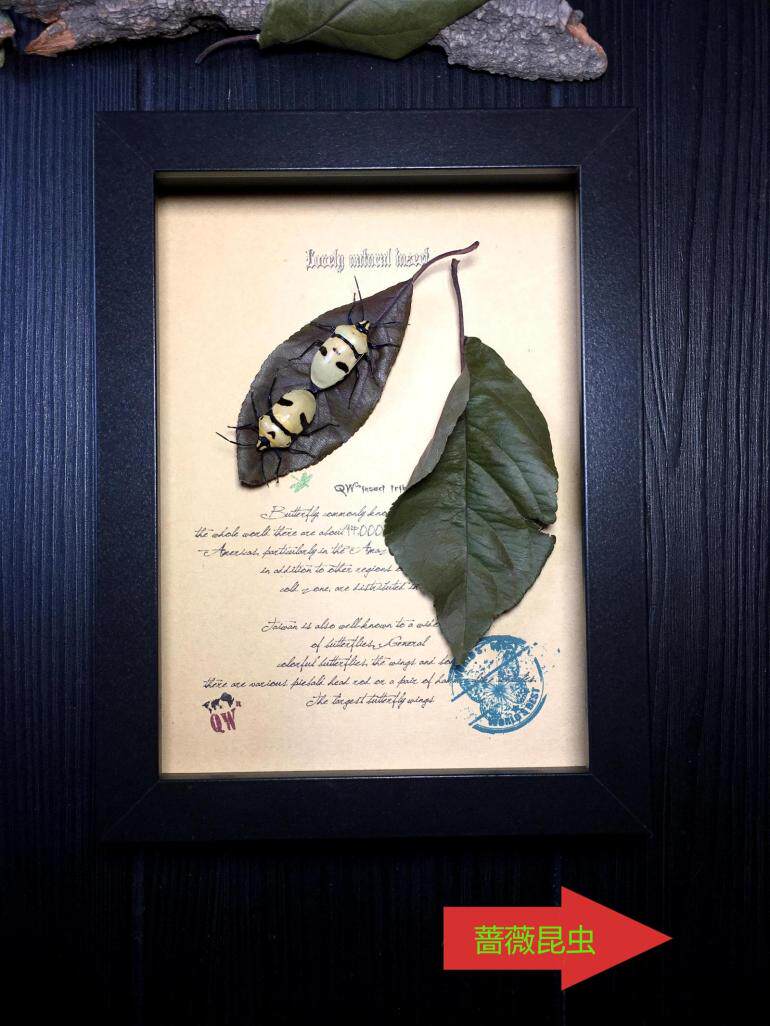昆虫记·巴布亚原始雨林非常奇特的拟态大师人面椿象·233689