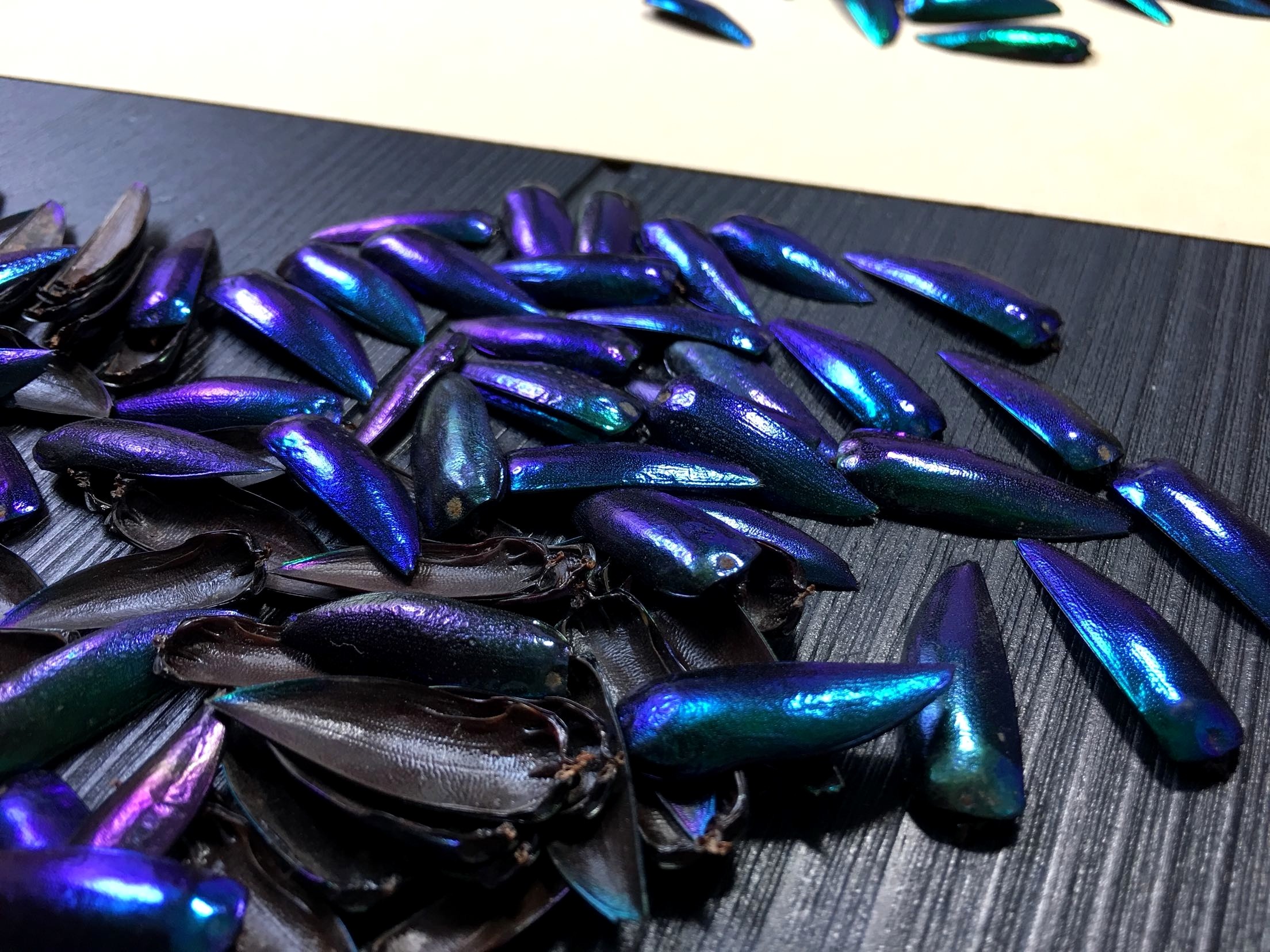 昆虫记·南亚原始雨林美丽吉丁虫鞘翅·diy·耳环·项链坠·00**