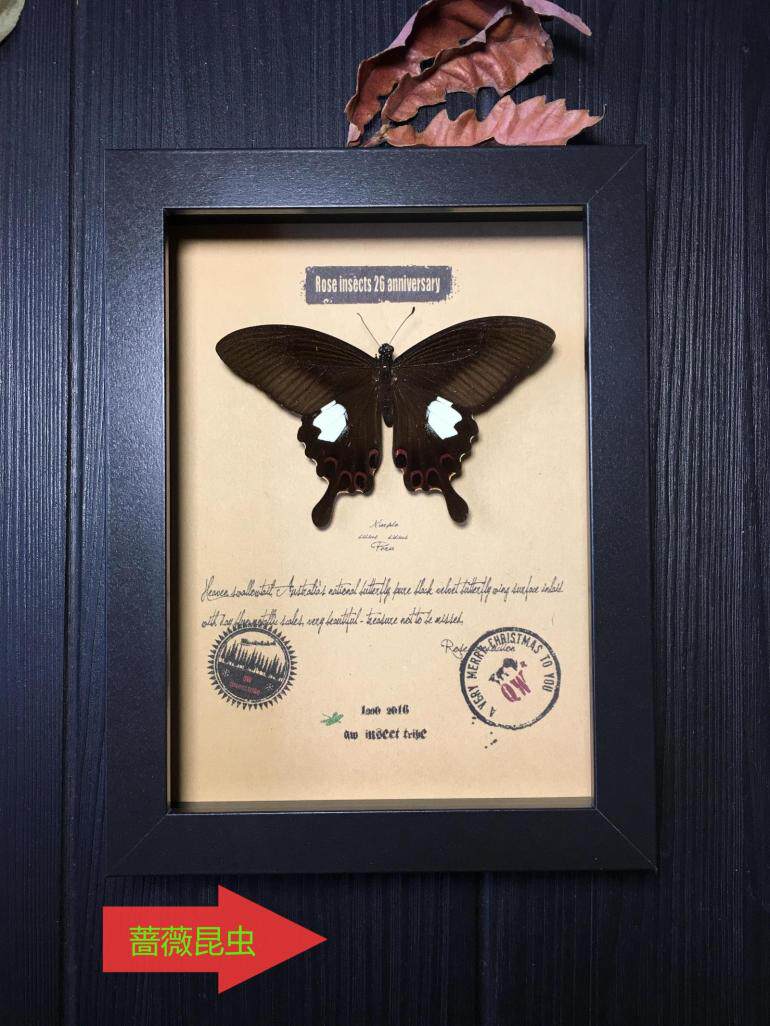 昆虫记·南亚雨林爪哇岛玉斑凤蝶·3663