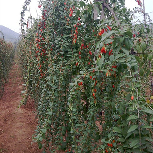 宁夏中宁红枸杞树苗老桩地栽盆栽当年结果包活产地直销阳台庭院