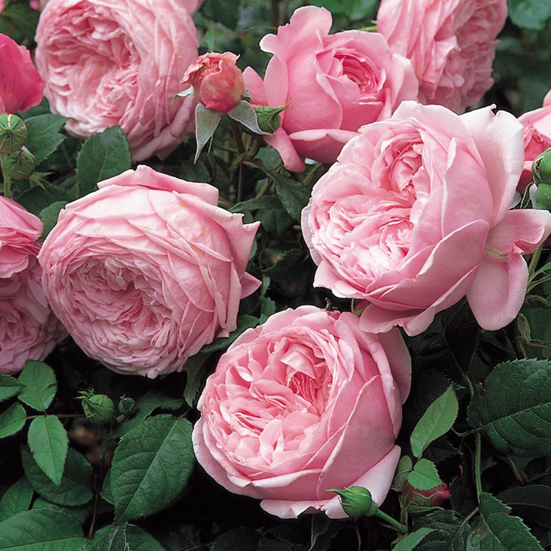 欧月-自由精神-藤本-扦插苗 月季花苗大花 盆栽 浓香玫瑰