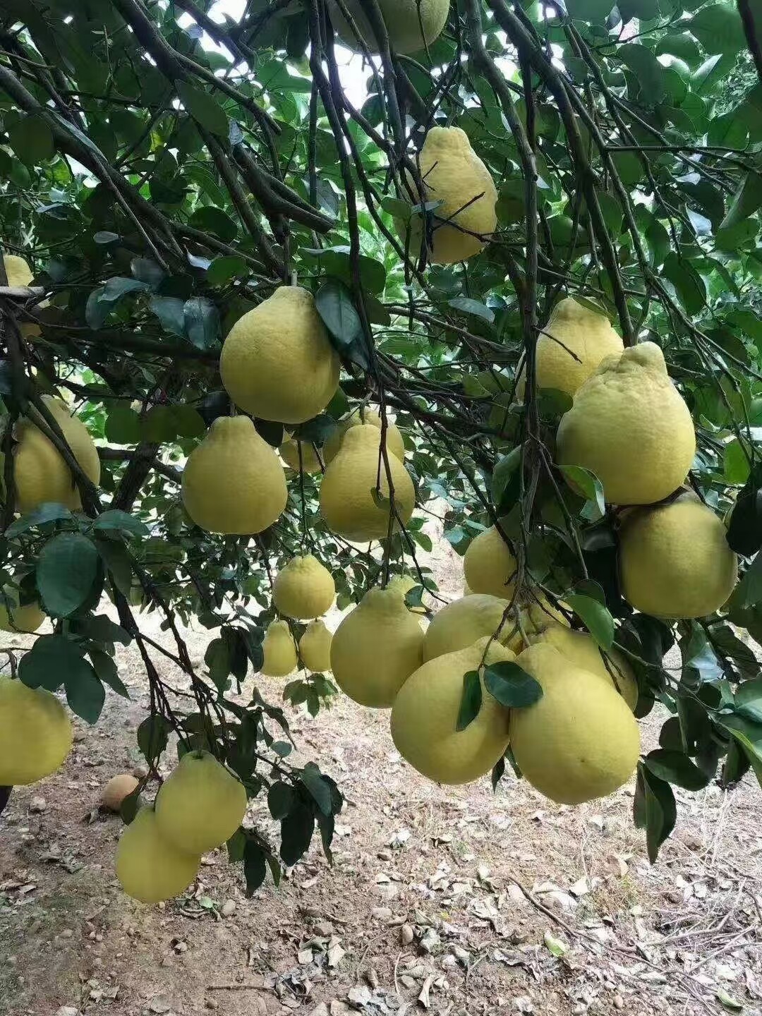湖南永州江永县特产香柚沙田柚味甜28-30斤包邮