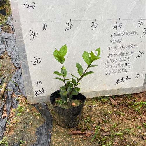 姚黄魏紫小本嫁接苗585