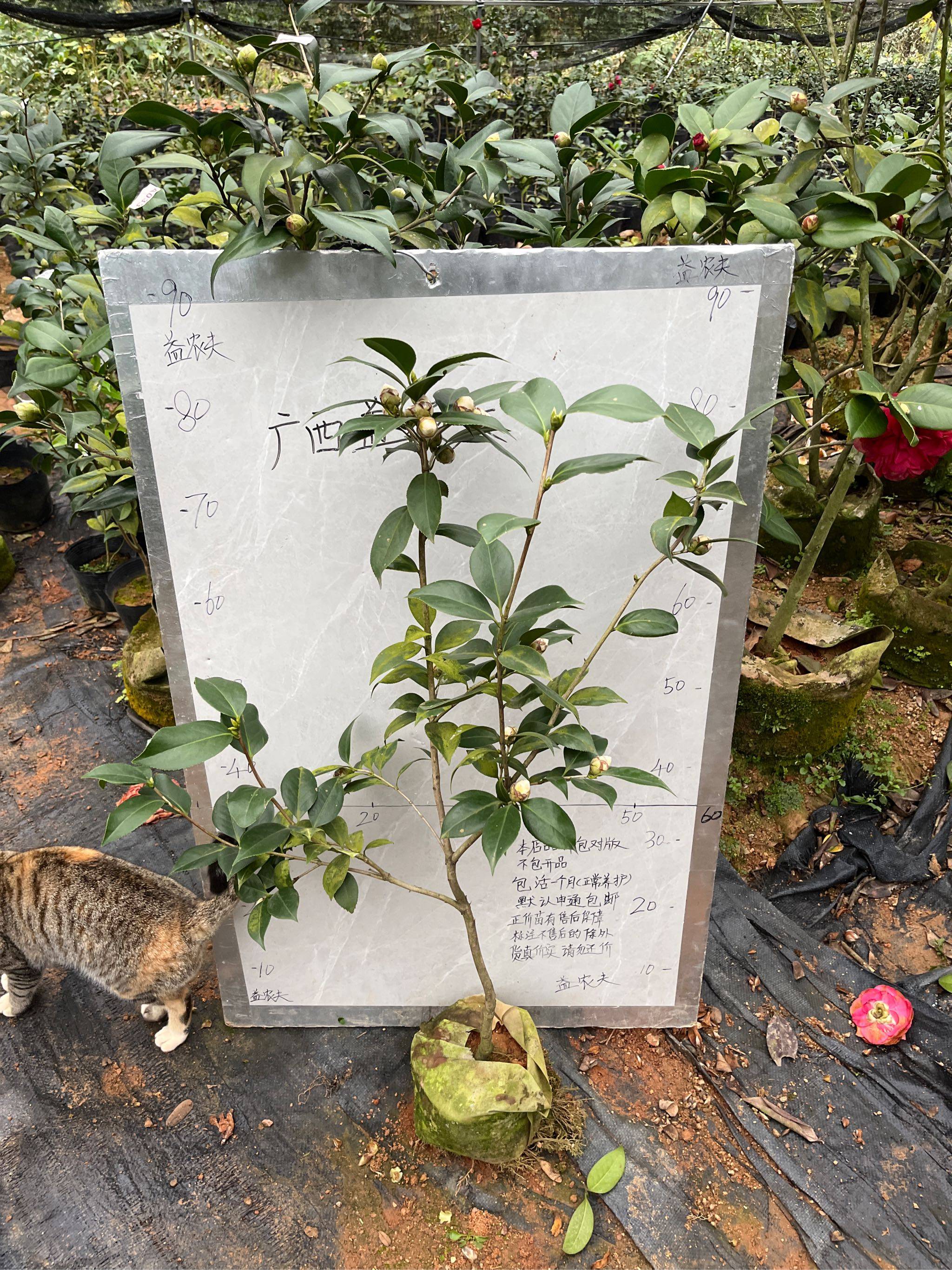 透粉玉丹小本嫁接苗带花苞529,鲜花速递/花卉仿真/绿植园艺,时令草本花卉,淘宝优惠券,粉丝福利购,淘宝优惠卷