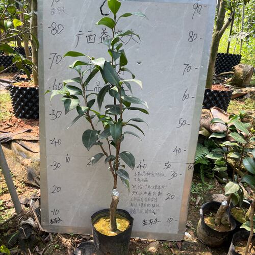 梦30嫁接苗带花苞一刀640
