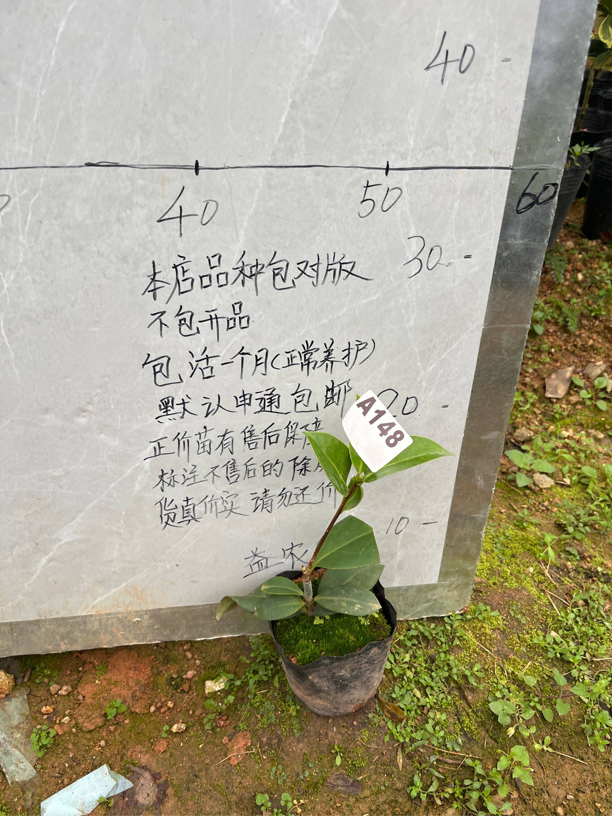 粉白五小本嫁接苗148,鲜花速递/花卉仿真/绿植园艺,时令草本花卉,淘宝优惠券,粉丝福利购,淘宝优惠卷