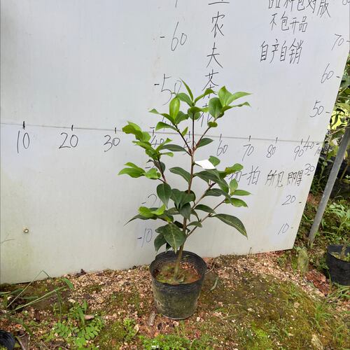 雪塔原生苗571