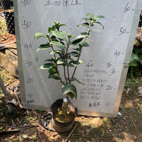 白菊嫁接苗带花苞一刀631