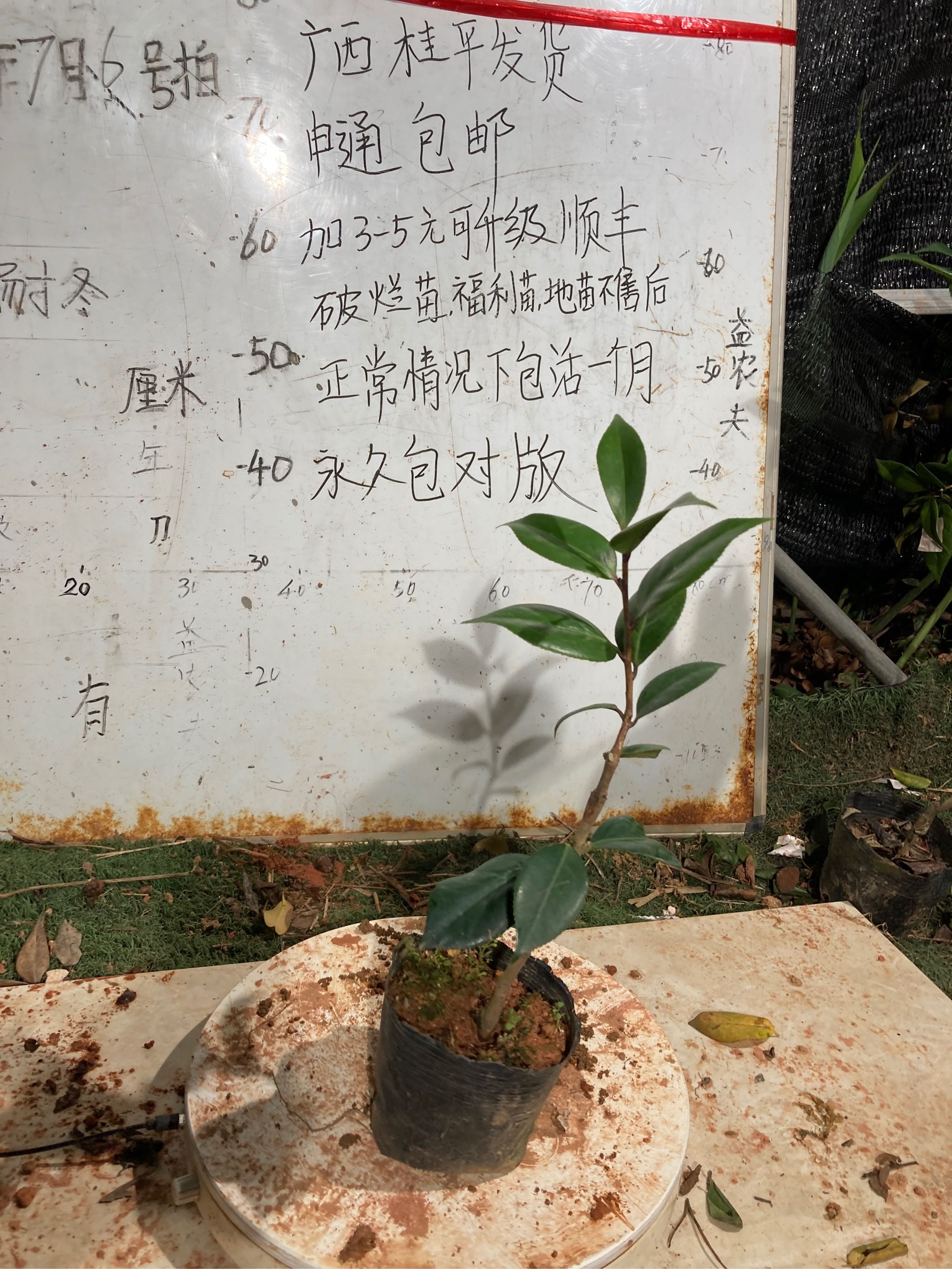 超墨小本嫁接苗311