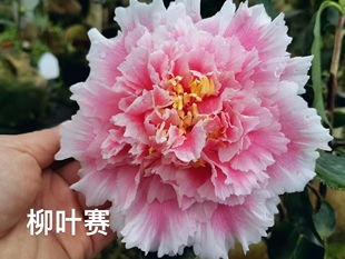 23年新品柳叶赛牡丹大花粉色热卖稀罕勤花易养易开包活品种保证