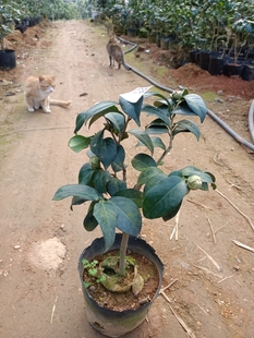 红洒金宝珠小本嫁接苗带花苞738