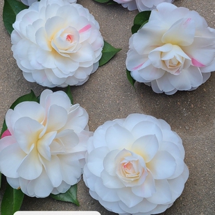 24年新品种特白乔伊茶花白色带红条大型花火热推荐益农夫基地直销