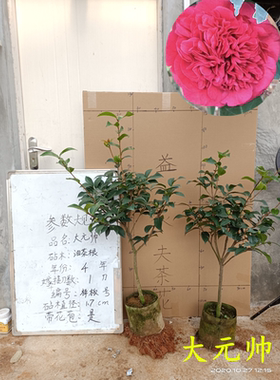 大元帅格兰米歇尔茶花盆栽红色巨型一物一拍桂平益农夫包邮包对版