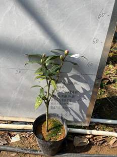 银河小本嫁接苗带花苞719