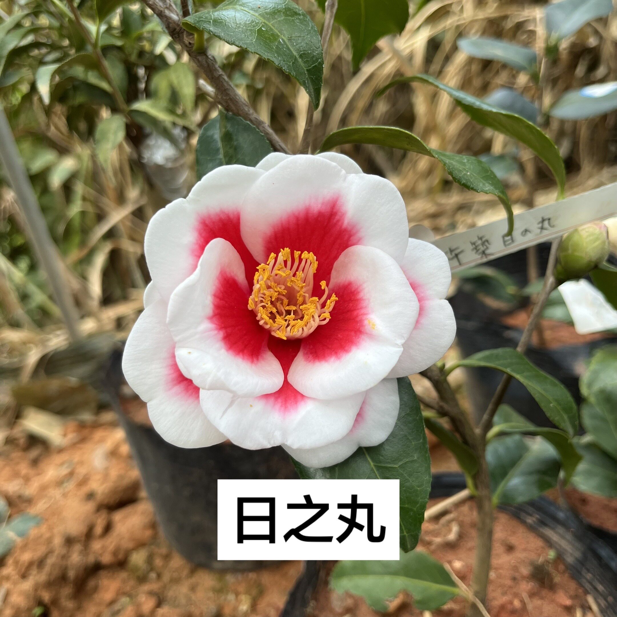 山茶花阳台益农夫冬季稀罕品种