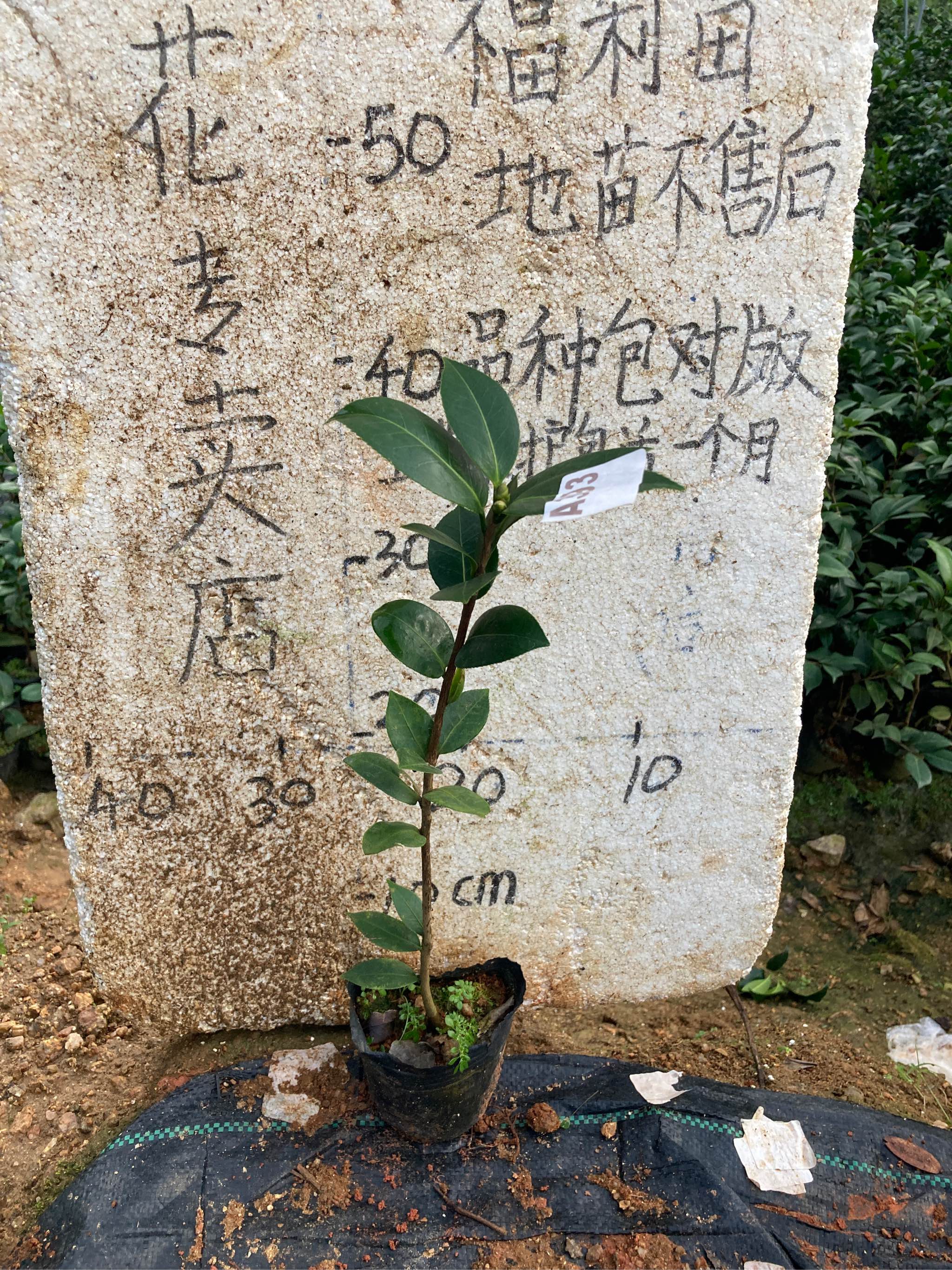 纯水屋原生苗带花苞594