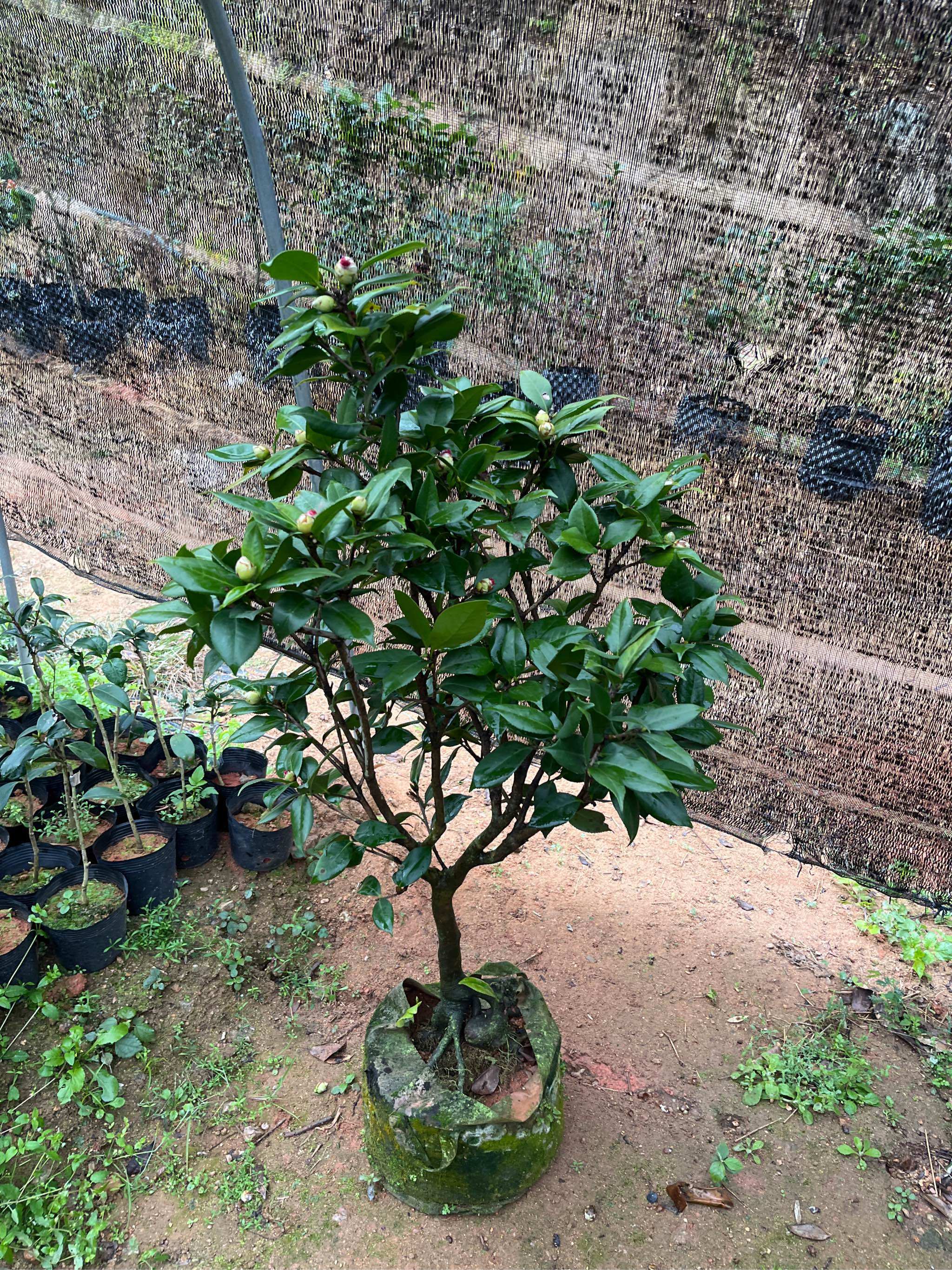 纯色青叶贝拉原生苗带花苞545,鲜花速递/花卉仿真/绿植园艺,时令草本花卉,淘宝优惠券,粉丝福利购,淘宝优惠卷