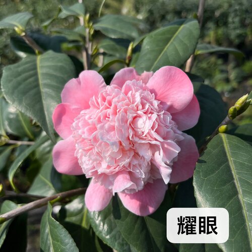 山茶花阳台益农夫冬季耀眼