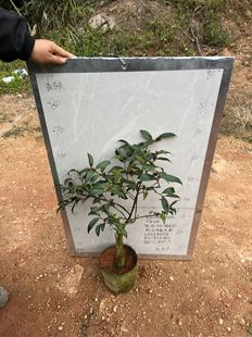 黑骑士嫁接苗带花苞783