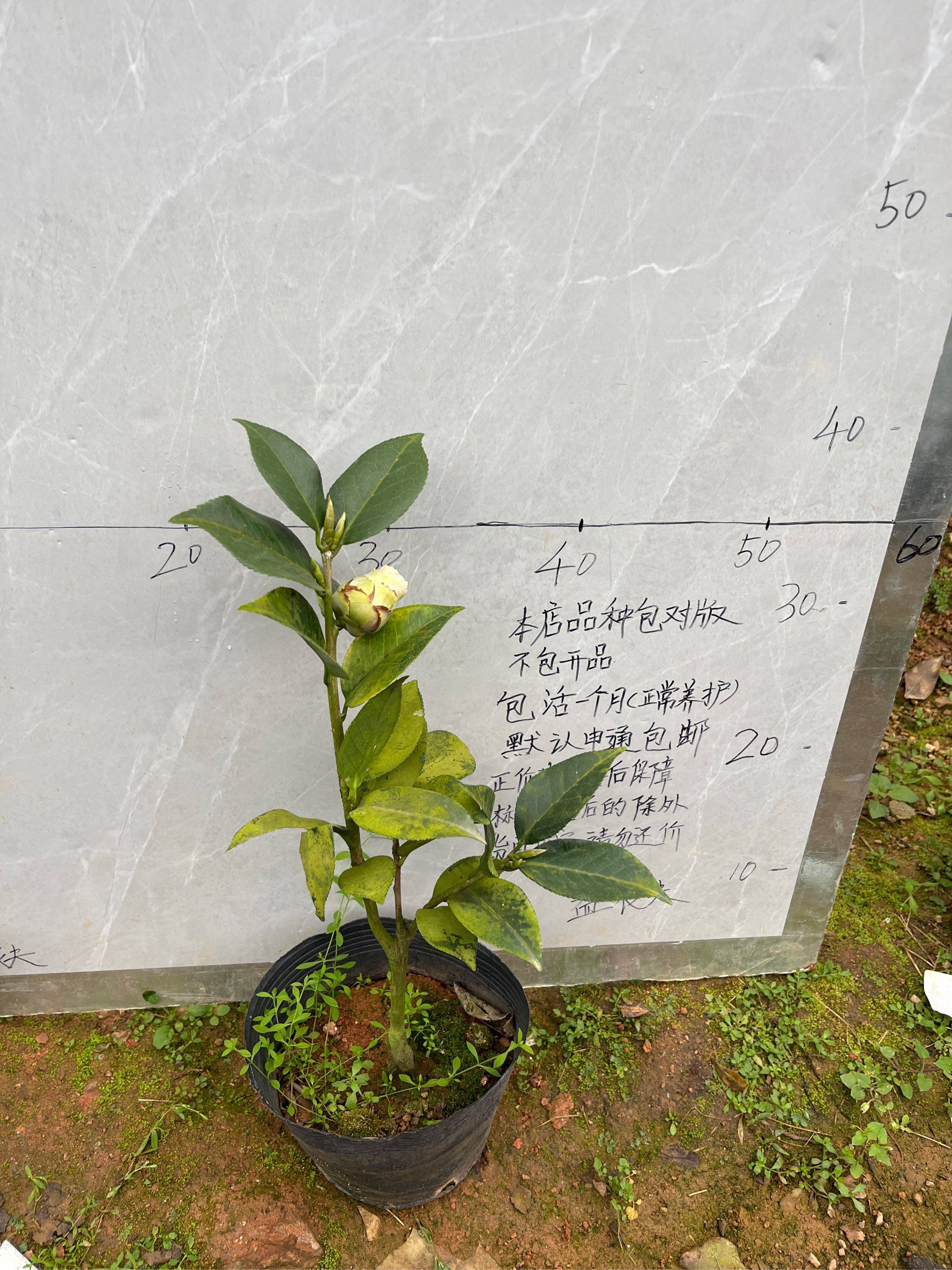 玛丽费瑟小本嫁接苗带花苞512,鲜花速递/花卉仿真/绿植园艺,时令草本花卉,淘宝优惠券,粉丝福利购,淘宝优惠卷