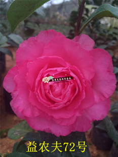益农夫库珀茶花云杂巨型艳粉红色稀罕珍品一物一拍品种保证对版