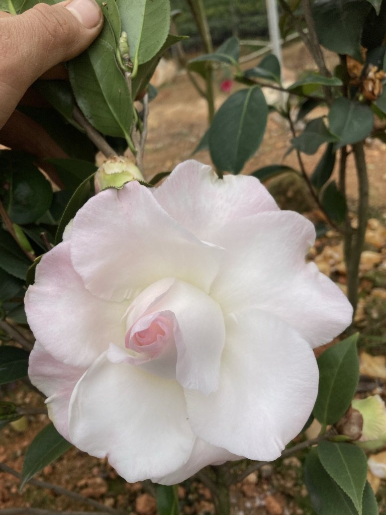 22年新品玛丽费瑟茶花盆栽巨型稀罕名贵益农夫基地直销品质保证