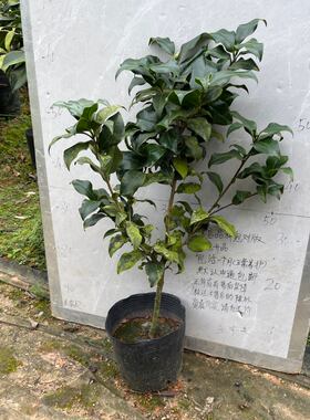 哈里斯顿小本嫁接苗带花苞148
