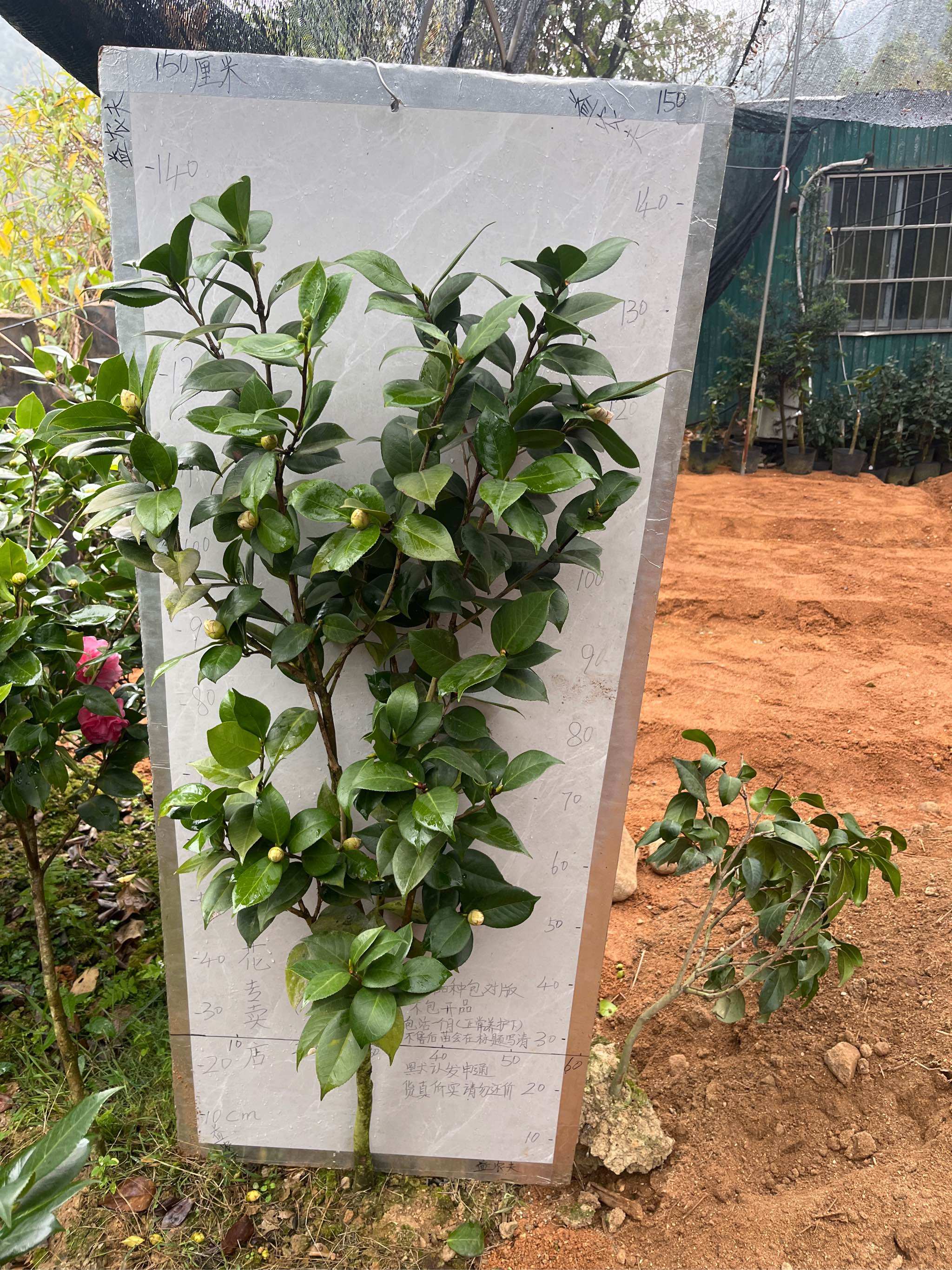 粉苏珊原生苗带花苞19地苗不售后,鲜花速递/花卉仿真/绿植园艺,时令草本花卉,淘宝优惠券,粉丝福利购,淘宝优惠卷