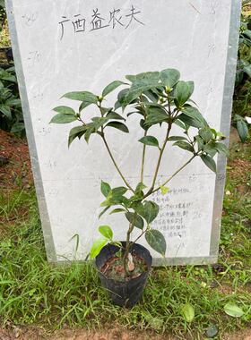 透粉玉丹小本嫁接苗带花苞175