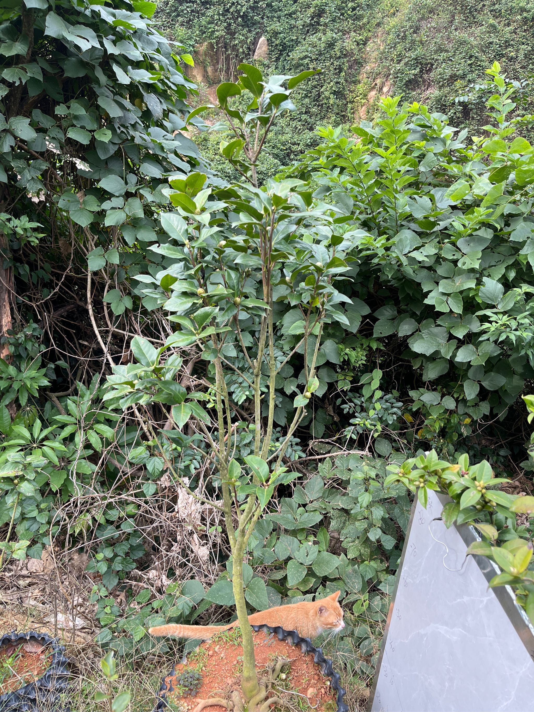 拉力皮特小本嫁接苗带花苞净高1.3米土球发货772