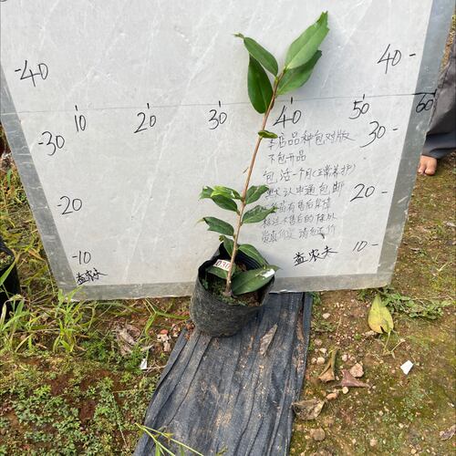鱼尾白诧助小本嫁接苗30