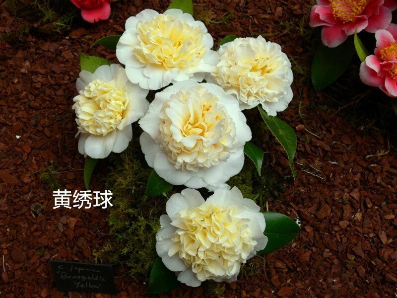 山茶花阳台益农夫冬季春季黄绣球