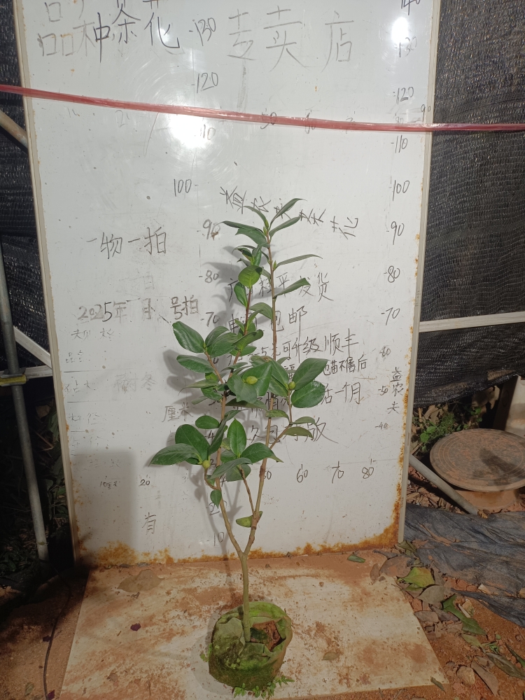 粉苏珊原生苗带花苞有破皮436